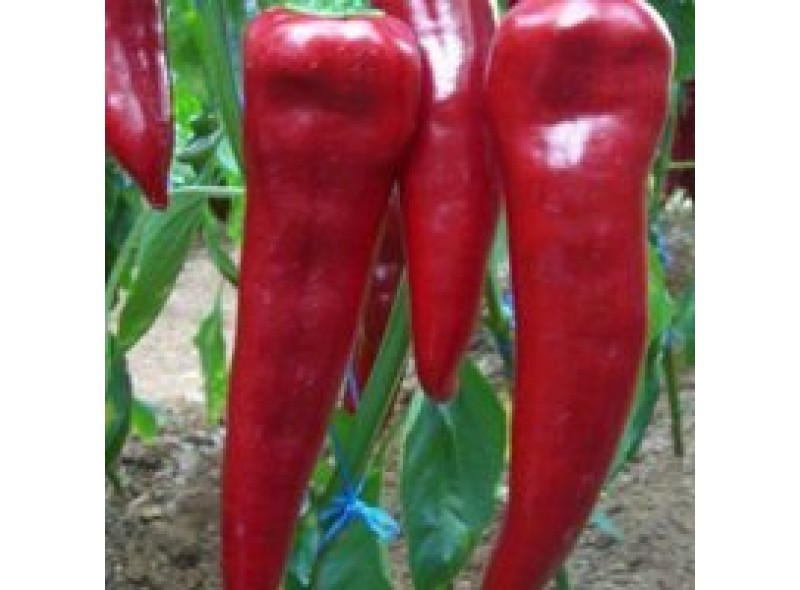 Семена перца сладкого Спарк F1 (среднеранний) Тип Капия, (500 сем.) Lark Seeds